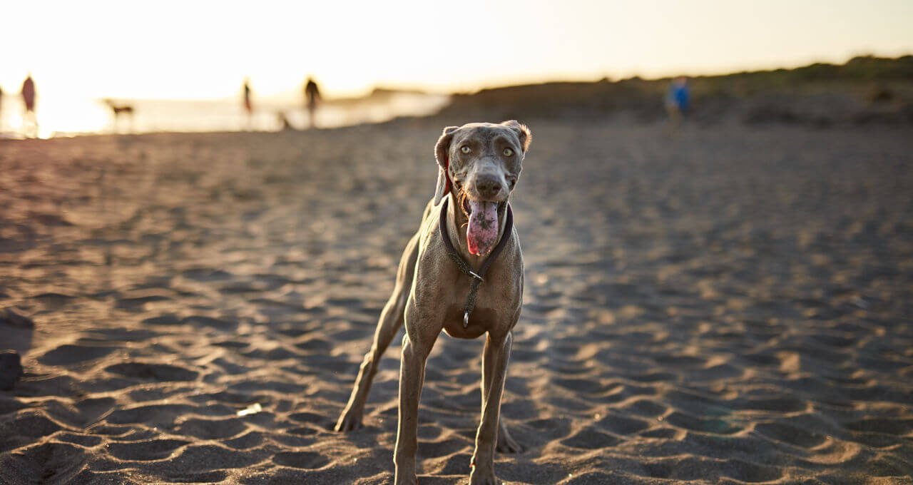 Lee más sobre el artículo 9 Playas de Cantabria a las que poder ir con perros